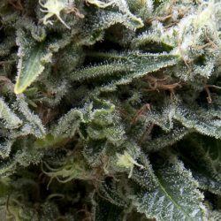 Semente Auto New York City da Pyramid Seeds - sativa automática, 18-20% de THC, cerca de 70 dias | Pyramid Seeds Brasil