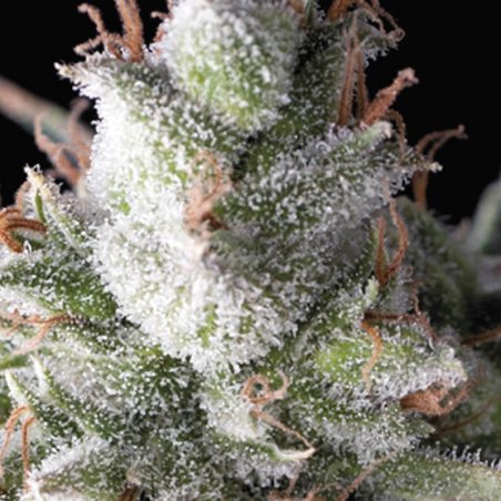 Semente Ramses da Pyramid Seeds - seleção de Amnesia Haze pura, 23-26% de THC | Pyramid Seeds Brasil
