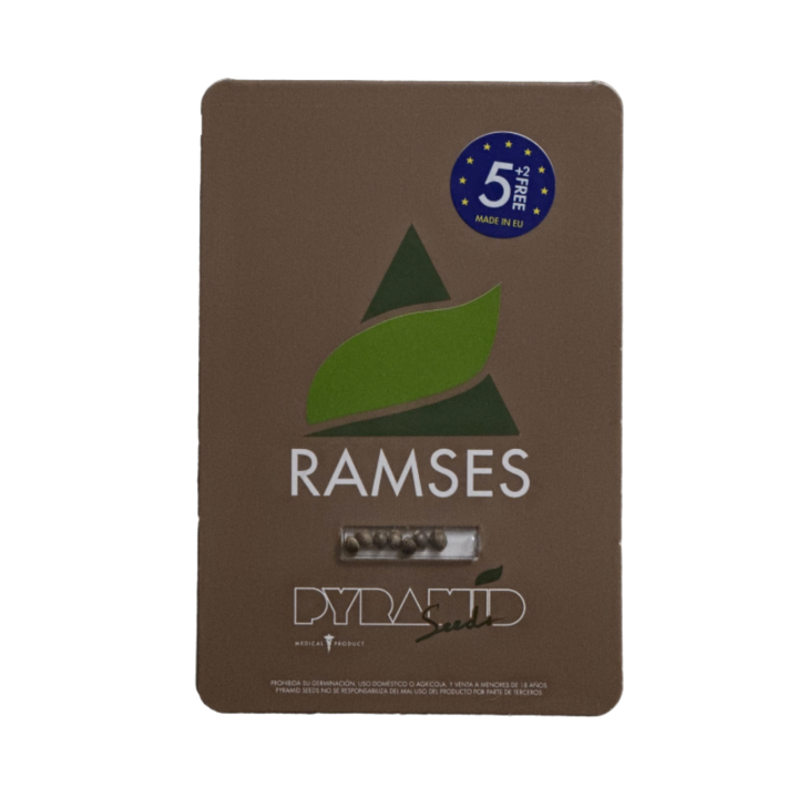 ramses pyramid seeds embalagem oficial sativa alta potência amnesia haze lineage