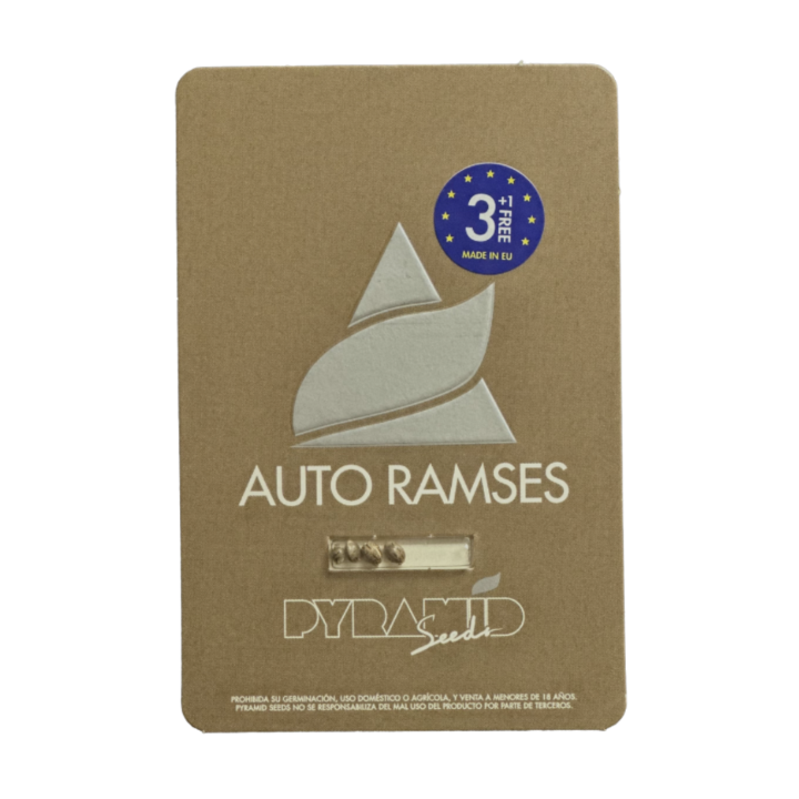 auto ramses pyramid seeds embalagem oficial versão autoflorescente haze potente
