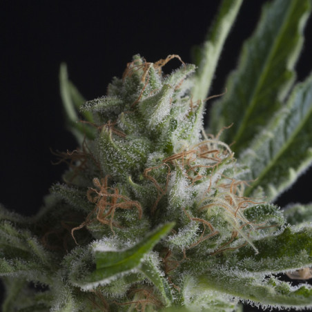 Semente Shark Super Skunk - representante da família Skunk no catálogo Pyramid Seeds