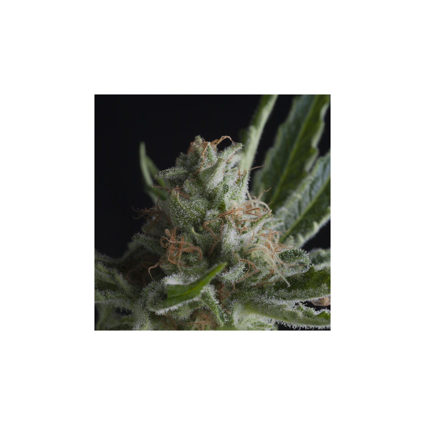 Semente Shark Super Skunk feminizada - Northern Lights x Super Skunk | Pyramid Seeds Brasil