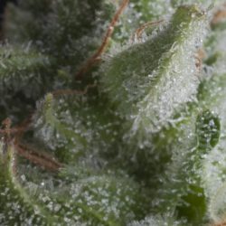 Semente Auto Shark da Pyramid Seeds - Northern Lights x Super Skunk automática, 20-22% de THC | Pyramid Seeds Brasil