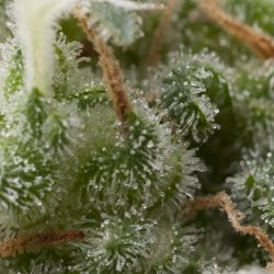 Semente Auto Super Hash da Pyramid Seeds - G13 Hash Plant x Mr. Nice Hash Plant automática | Pyramid Seeds Brasil