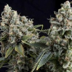 Semente Auto Tutankhamon da Pyramid Seeds - automática de base AK-47, 60% sativa, 21-25% de THC | Pyramid Seeds Brasil