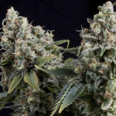Semente Auto Tutankhamon da Pyramid Seeds - AK-47 automática | Pyramid Seeds Brasil