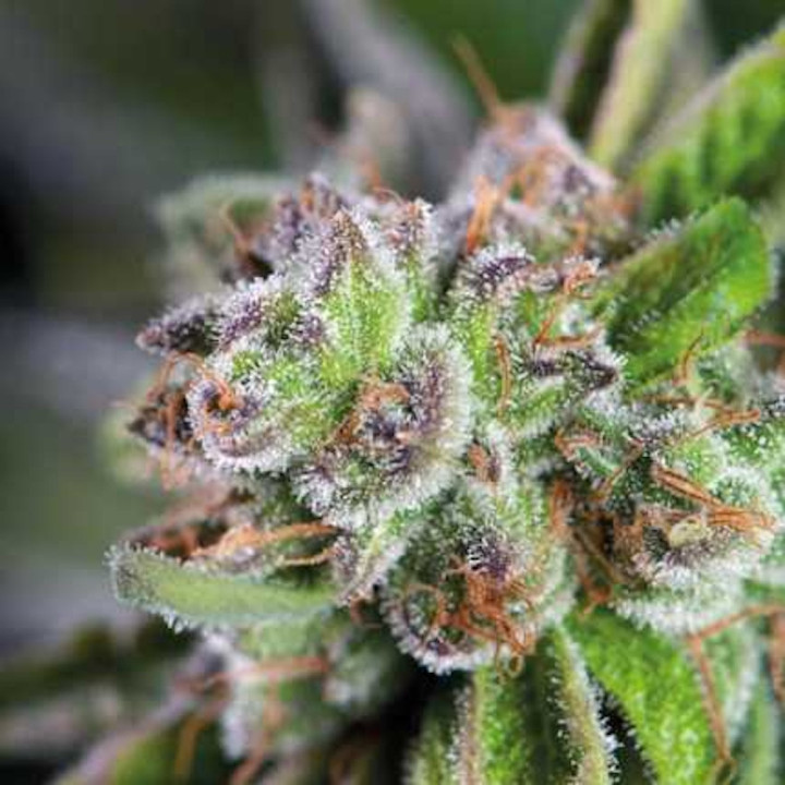 Flores de Watermelon Zkittlez – botões densos e muito resinados