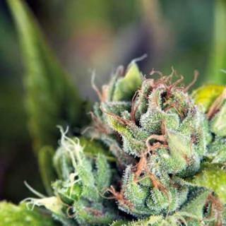 Tahoe Cure (Grape Stomper BX2 x OG Kush) – close dos botões com tricomas brilhantes