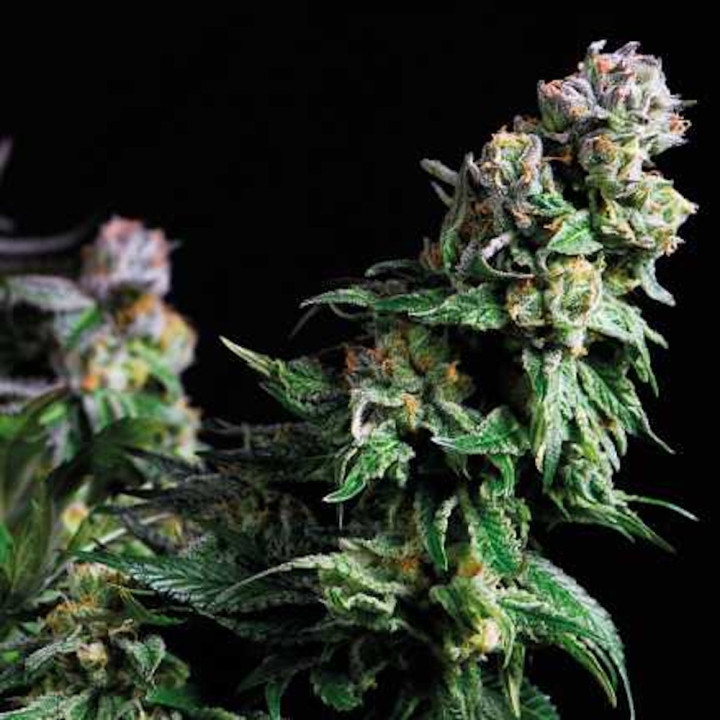Botões de Purple Urkle – tons roxos intensos e pistilos alaranjados