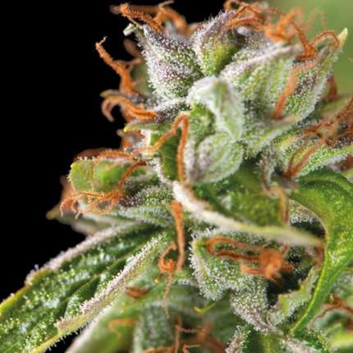Double OG Haze – Sementes Feminizadas | Pyramid Seeds Brasil