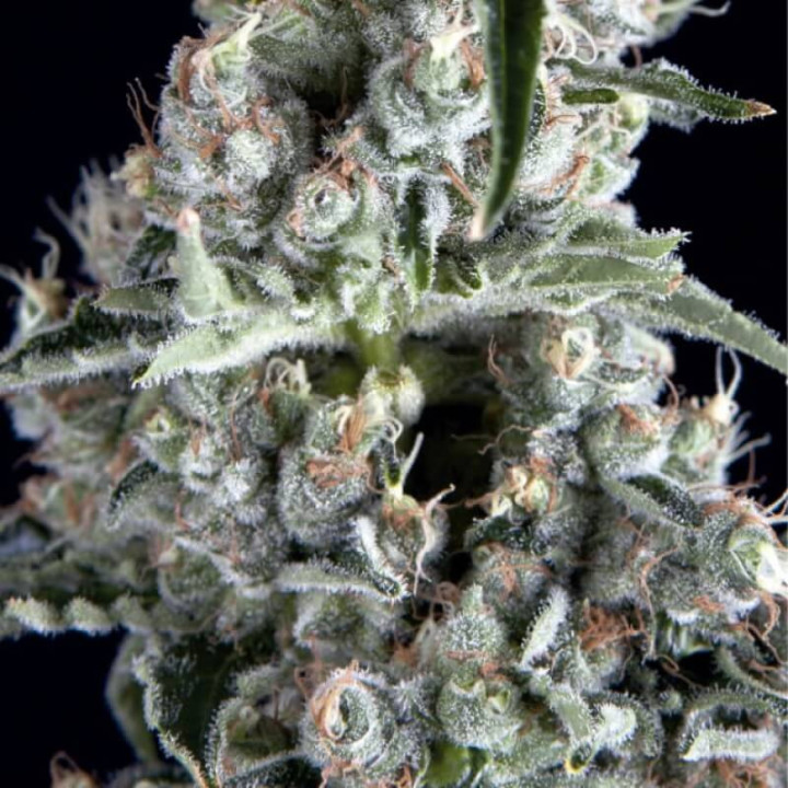 Planta de maconha Boca Negra da Trikoma Seeds em fase de floração