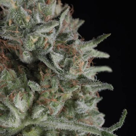 Critical Plus - semente Critical Bilbo x AK-47 produção XXL 550g/m² | Trikoma Seeds Brasil