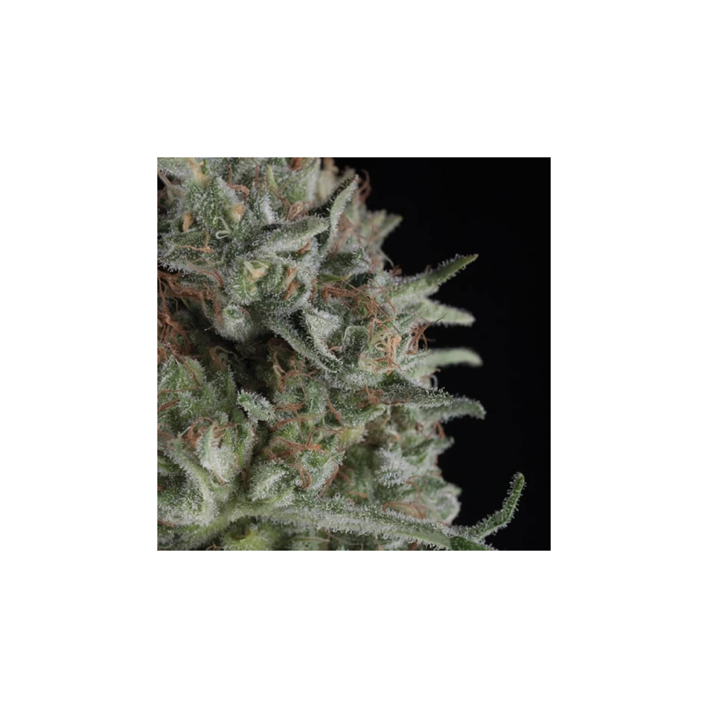 Critical Plus - semente Critical Bilbo x AK-47 produção XXL 550g/m² | Trikoma Seeds Brasil