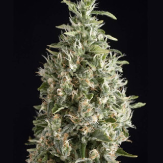 Planta de maconha Malquerida – genética Trikoma Seeds