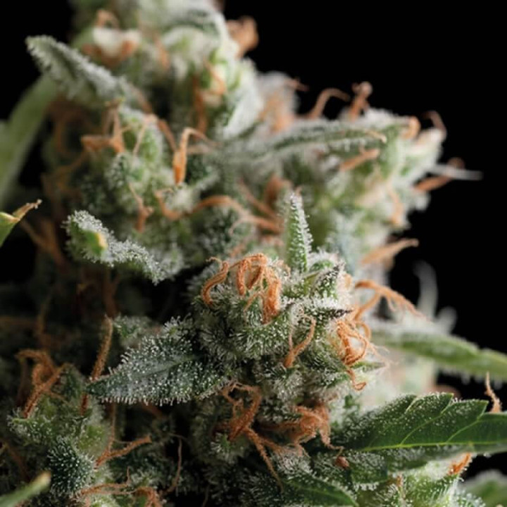 Planta de maconha Satan’s Bride – genética lendária White Russian x AK-47
