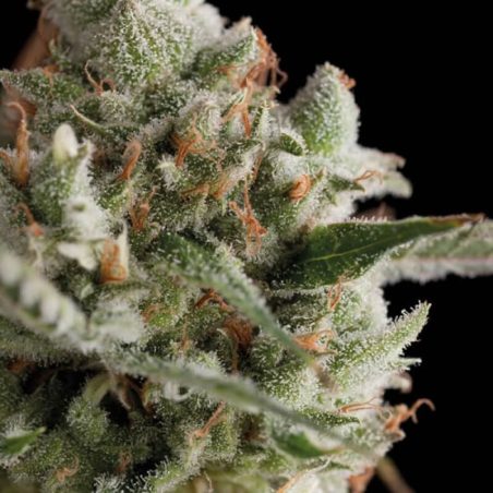 Total Cheese Super Cheese - herdeira direta do Skunk #1 com aroma de queijo curado | Trikoma Seeds Brasil
