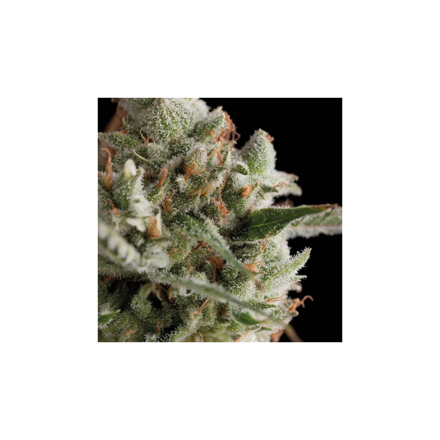 Total Cheese Super Cheese - herdeira direta do Skunk #1 com aroma de queijo curado | Trikoma Seeds Brasil