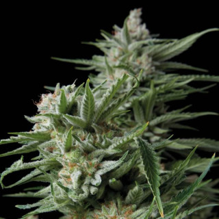 Planta de maconha Sweet Madness – Somango × Critical (Trikoma Seeds)
