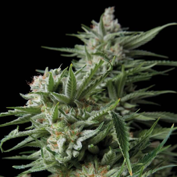 Planta de maconha Sweet Madness – Somango × Critical (Trikoma Seeds)