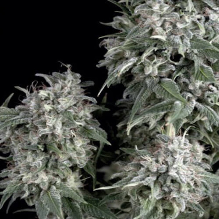 Planta de maconha The Palmar  da Trikoma Seeds– genética sativa AK-47 x Power Plant