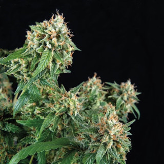 Planta de maconha 69.G – genética sativa Amnesia x Jack Herer