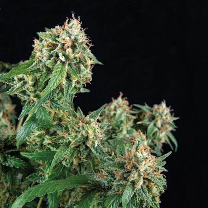 Planta de maconha 69.G – genética sativa Amnesia x Jack Herer