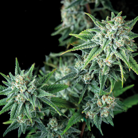 Semente Gorilla Fast Trikoma - floração de 40 a 47 dias 25% THC | Trikoma Seeds Brasil
