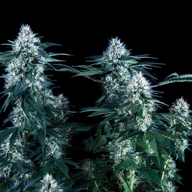 Critical Plus Critical Plus Fast Trikoma Seeds: Colheita em 43 dias | 24% THC