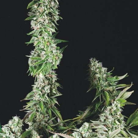 Semente OG Double Kush - Chemdawg x Lemon Thai x Pakistani Kush | Trikoma Seeds Brasil