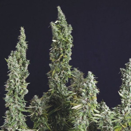 Semente Nicole OG Kush - Nicole x Kosher Kush 25% THC | Trikoma Seeds Brasil