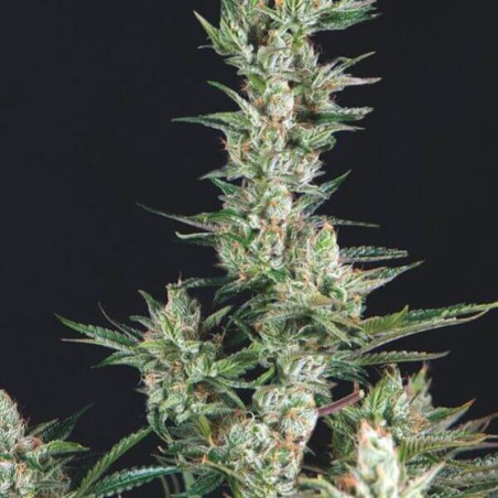 Semente OG Confidential - LA Affie x Afgani 26% THC índica 90% | Trikoma Seeds Brasil