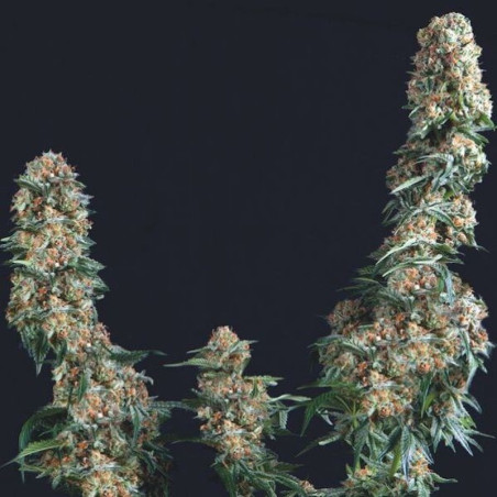 Semente Gorilla Trikoma Seeds - Chem Sis x Sour Dubb 25% THC | Trikoma Seeds Brasil