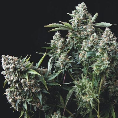 Semente Gelato da Trikoma Seeds - frutas vermelhas, cítricos e baunilha | Pyramid Seeds Brasil