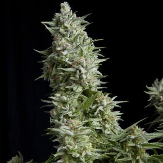 Planta de maconha Alpujarreña da Pyramid Seeds — índica feminizada com flores densas e aroma doce