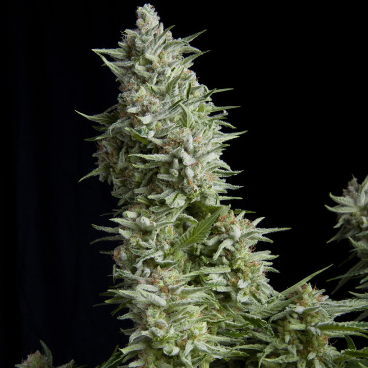 Planta de maconha Alpujarreña da Pyramid Seeds — índica feminizada com flores densas e aroma doce