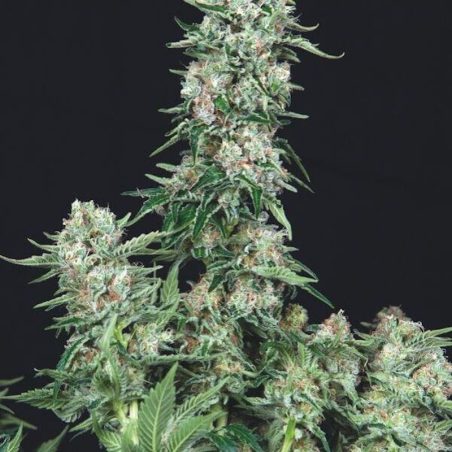 Semente American Cookies da Trikoma Seeds - Girl Scout Cookies × OG Kush, 24% de THC | Pyramid Seeds Brasil