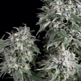White Widow