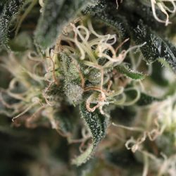 Semente Total Cheese Auto da Trikoma Seeds - índica automática, aroma de queijo, 18-20% de THC | Pyramid Seeds Brasil