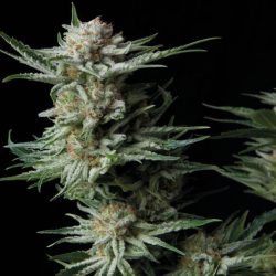 Semente Patagonia Auto da Trikoma Seeds - OG Kush x Northern Lights automática, 22-24% de THC | Pyramid Seeds Brasil