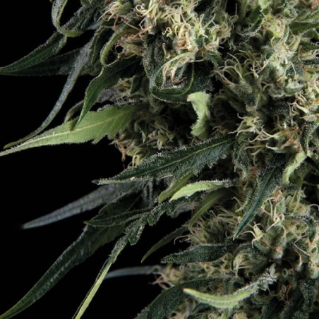 Semente Northern Lights Auto da Trikoma Seeds - automática índica | Pyramid Seeds Brasil