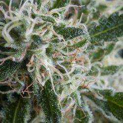 Semente Jack Herer Auto da Trikoma Seeds - sativa automática 90%, 20-22% de THC | Pyramid Seeds Brasil
