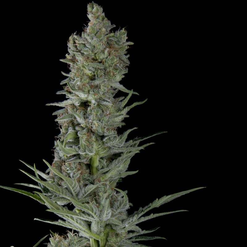 Critical Plus Critical Plus Auto