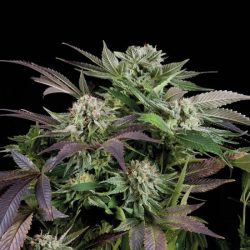 Semente Blueberry Auto da Trikoma Seeds - índica automática frutada, 22% de THC | Pyramid Seeds Brasil