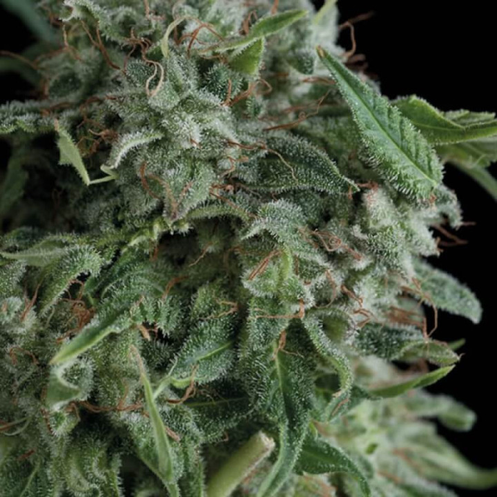 Sementes de maconha AK 74 da Trikoma Seeds – Genética AK-47 x White Widow.