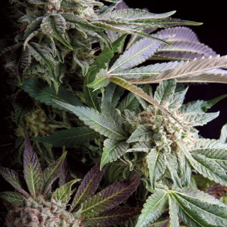 Planta de marihuana Blueberry en cultivo indoor bajo luces LED de 720W.