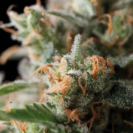 Semente Jack Herer - sativa 90% efeito cerebral limpo | Trikoma Seeds Brasil