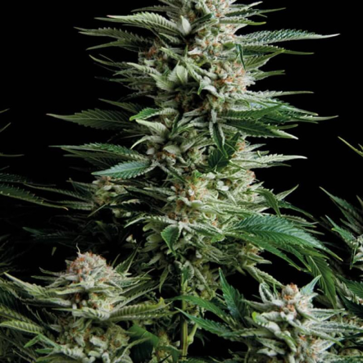Semente de maconha Patagonia da Trikoma Seeds – Cruzamento OG Kush x Northern Lights.