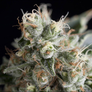 Planta de marihuana Wendy de Trikoma Seeds (Amnesia Haze x Black Widow).
