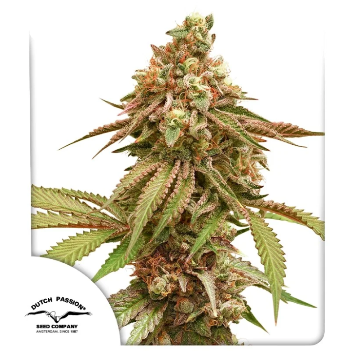 Tropical Tangie | Sementes Tangie – Dutch Passion