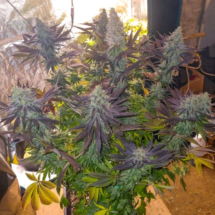 Planta Blueberry strain em floração: Blueberry da Dutch Passion com folhas largas em formato de leque